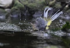 Gebirgsstelze beim Baden