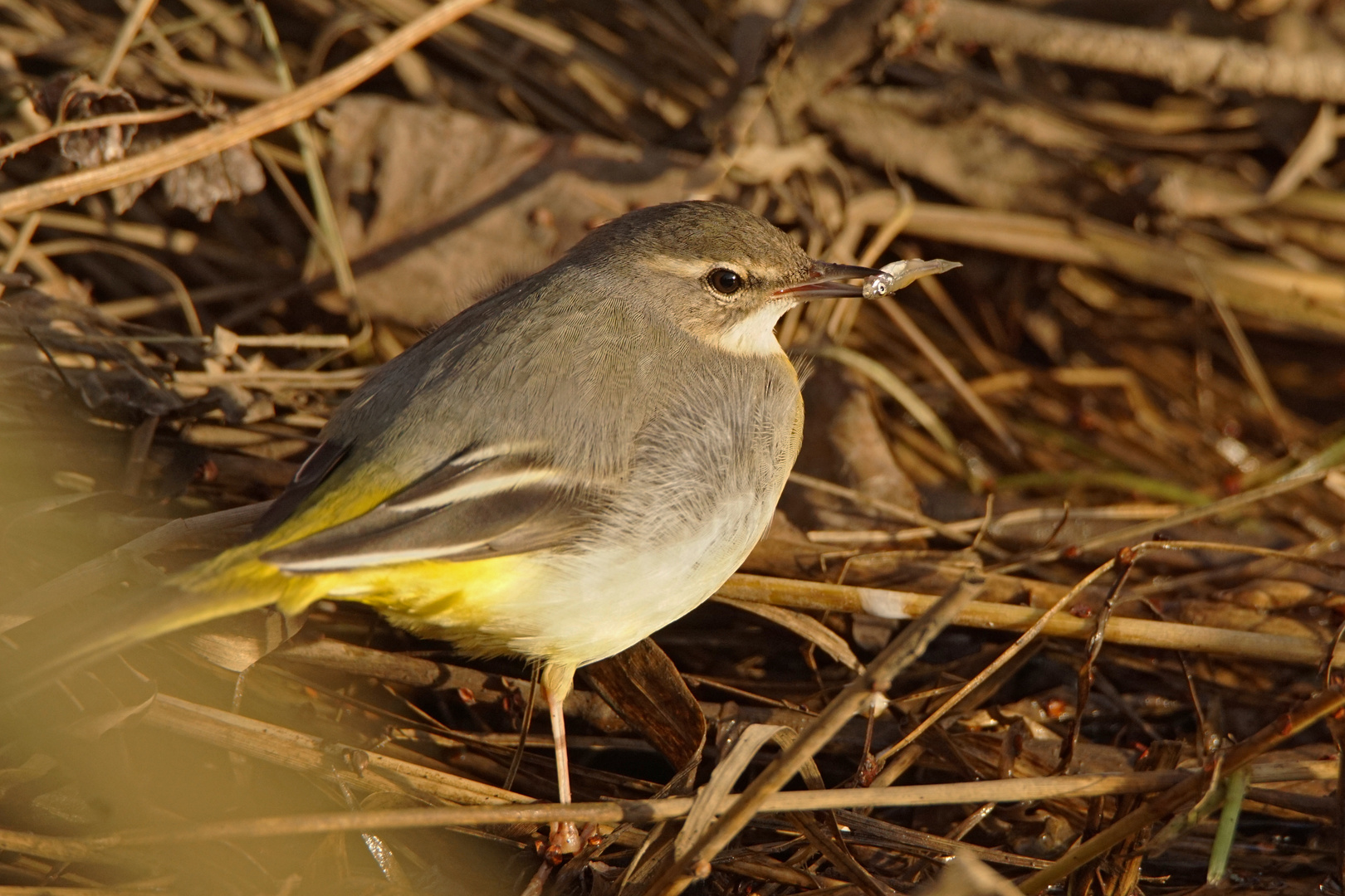 Gebirgsstelze (Doku) Foto & Bild | tiere, wildlife, wild ...