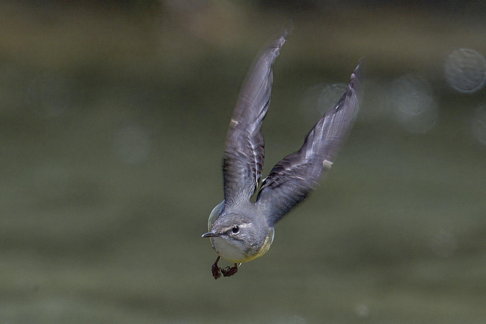 Gebirgsstelze im Anflug