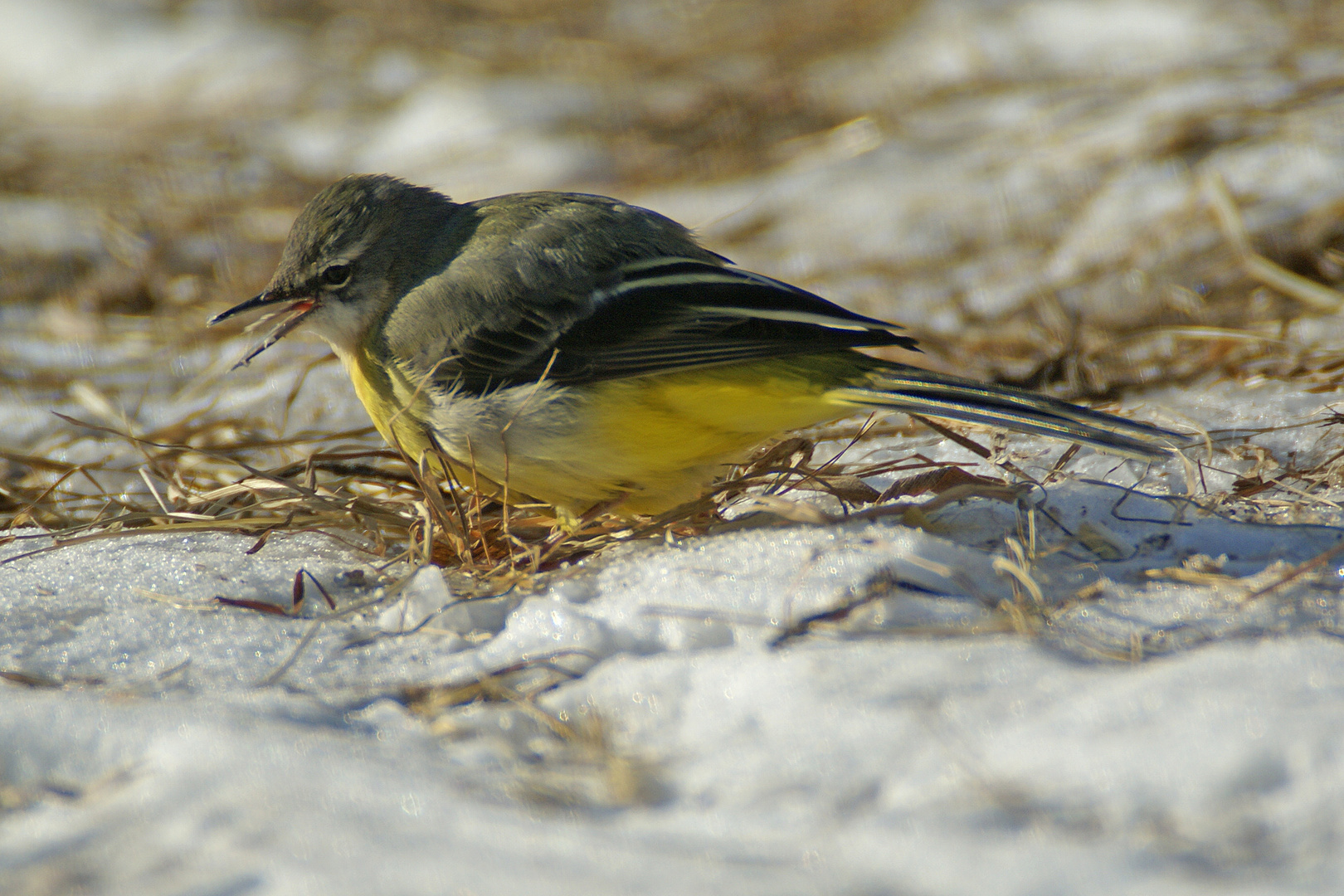 Gebirgsstelze im Schnee