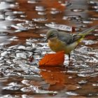 Gebirgsstelze im "Waldbad"   . . .