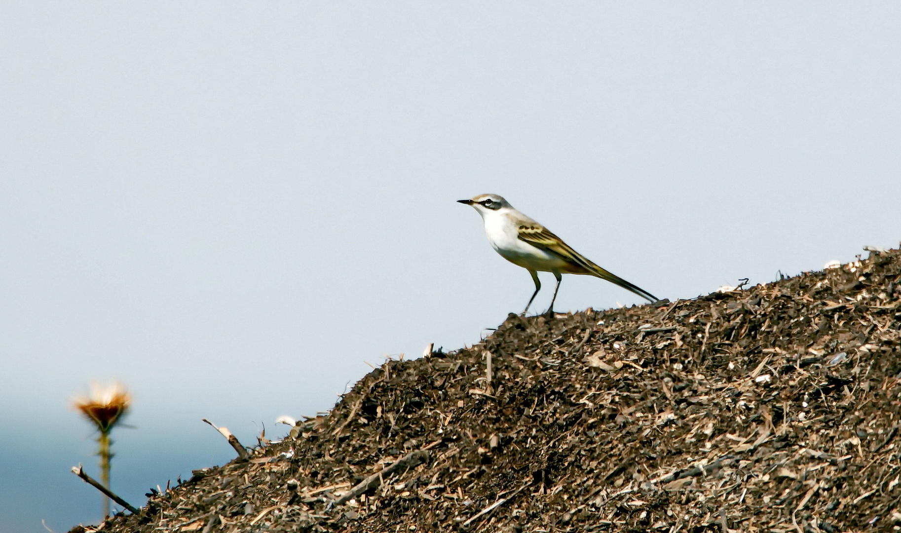 Gebirgsstelze Jungvogel.