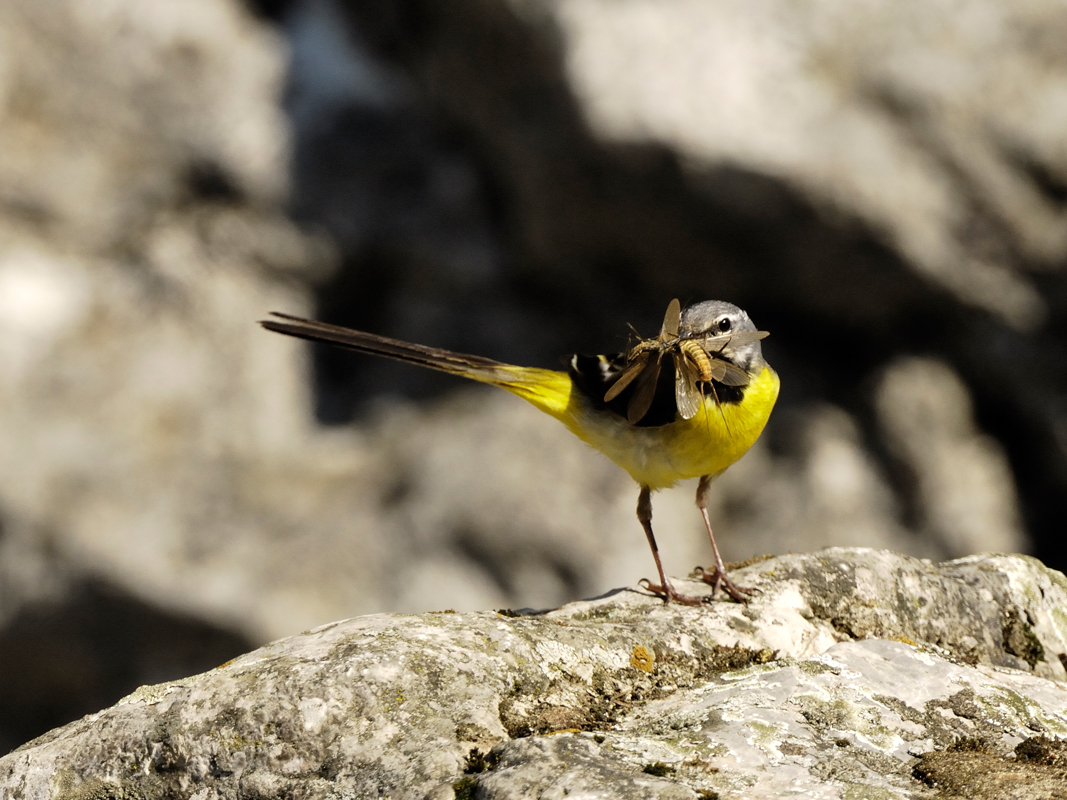 Gebirgsstelze mit vielen Insekten im Schnabel