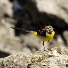 Gebirgsstelze mit vielen Insekten im Schnabel