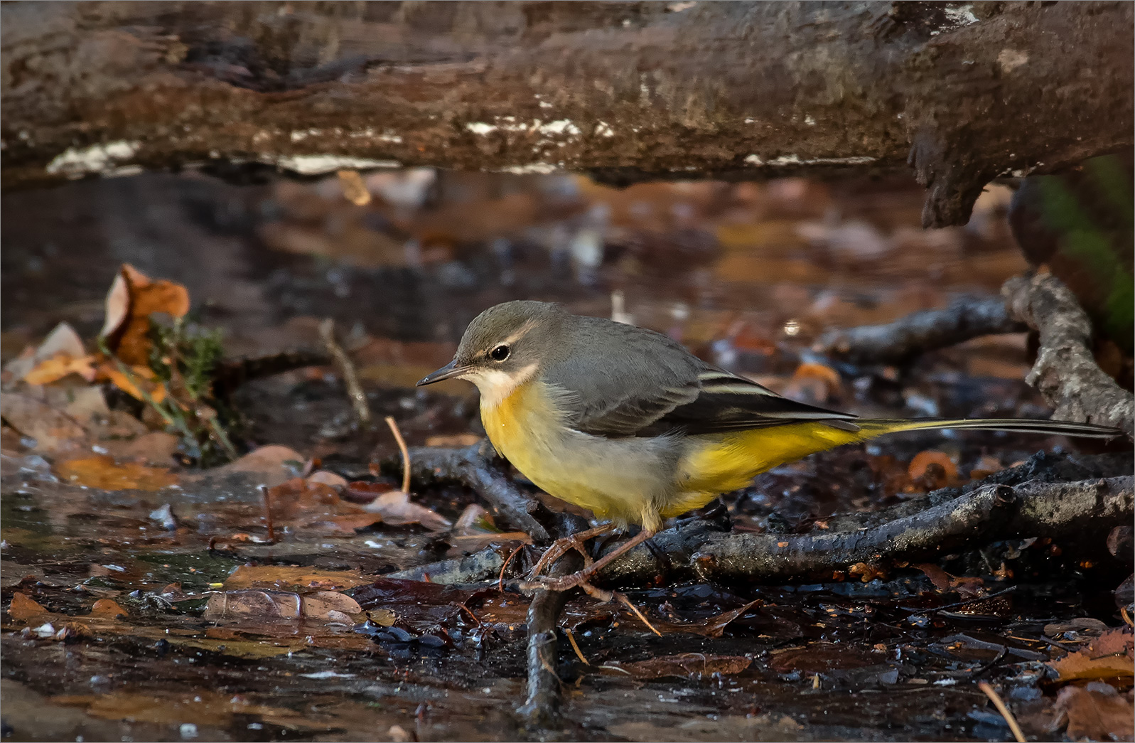 Gebirgsstelze   -   Motacilla cinerea