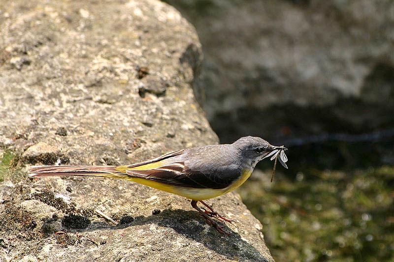 Gebirgsstelze (Motacilla cinerea )