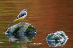 Gebirgsstelze  ( Motacilla cinerea)