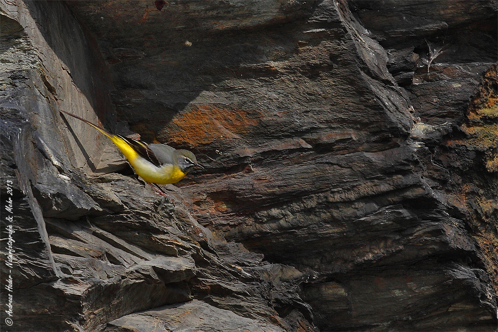 Gebirgsstelze (Motacilla cinerea) - 1