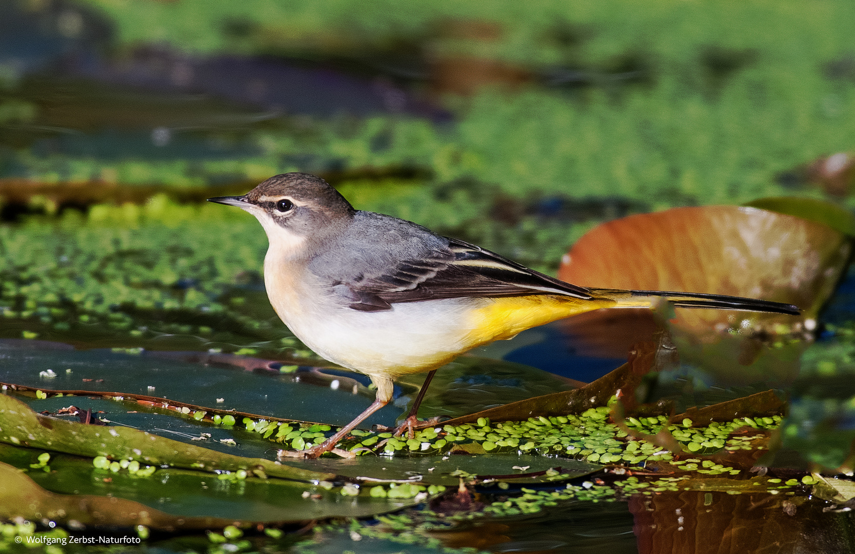    - Gebirgsstelze -  ( Motacilla cinerea )