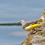 Gebirgsstelze (Motacilla cinerea)