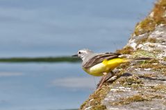 Gebirgsstelze (Motacilla cinerea)