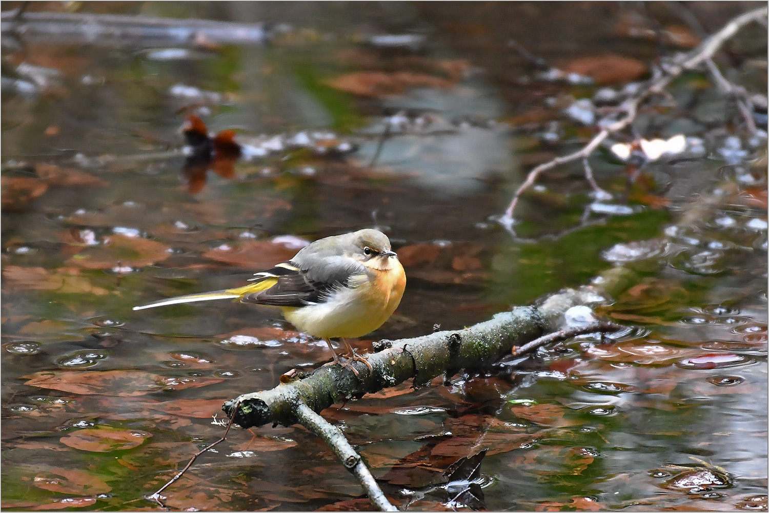 Gebirgsstelze  -  Motacilla cinerea