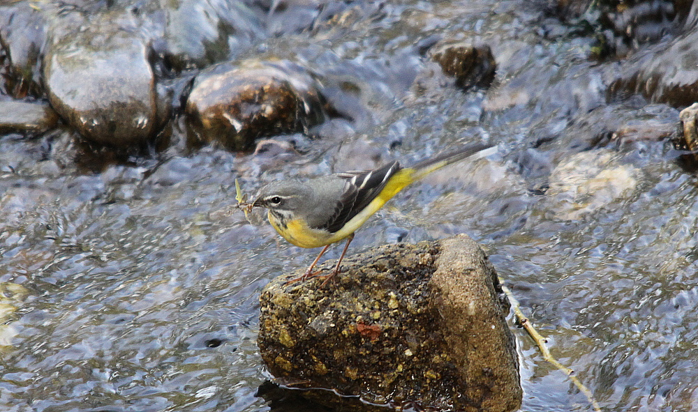 Gebirgsstelze (Motacilla cinerea)