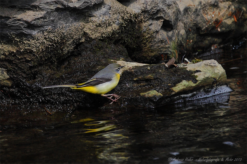 Gebirgsstelze (Motacilla cinerea) - 2