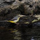 Gebirgsstelze (Motacilla cinerea) - 2