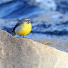 Gebirgsstelze (Motacilla cinerea) + 2 Bilder