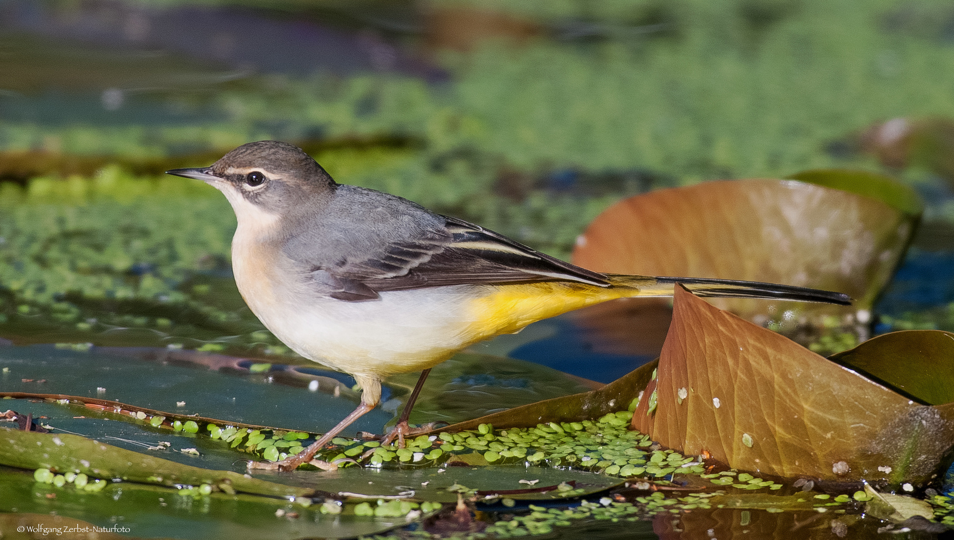   GEBIRGSSTELZE . ( Motacilla cinerea )