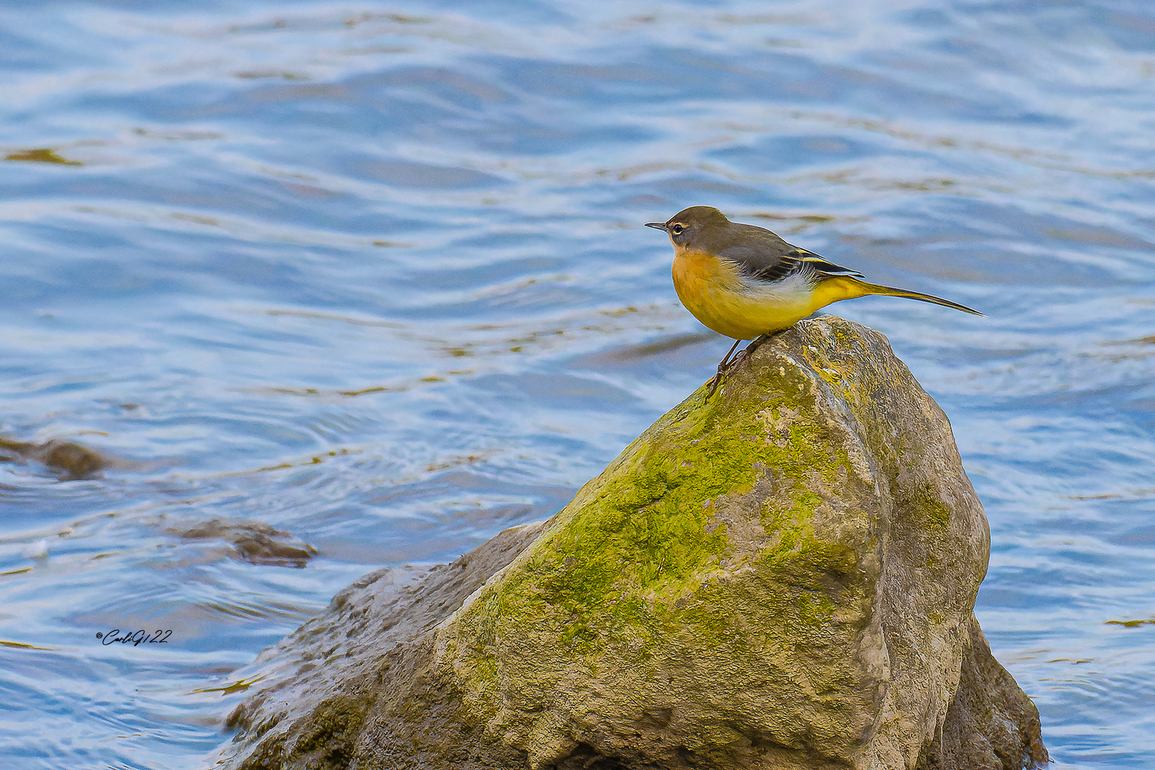 Gebirgsstelze (Motacilla cinerea) 