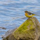 Gebirgsstelze (Motacilla cinerea) 