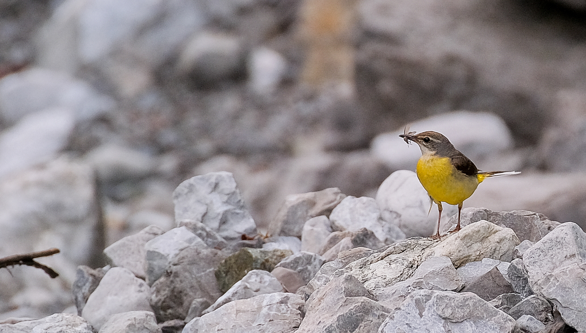 Gebirgsstelze (Motacilla cinerea)