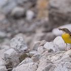 Gebirgsstelze (Motacilla cinerea)