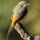 Gebirgsstelze ( Motacilla cinerea )