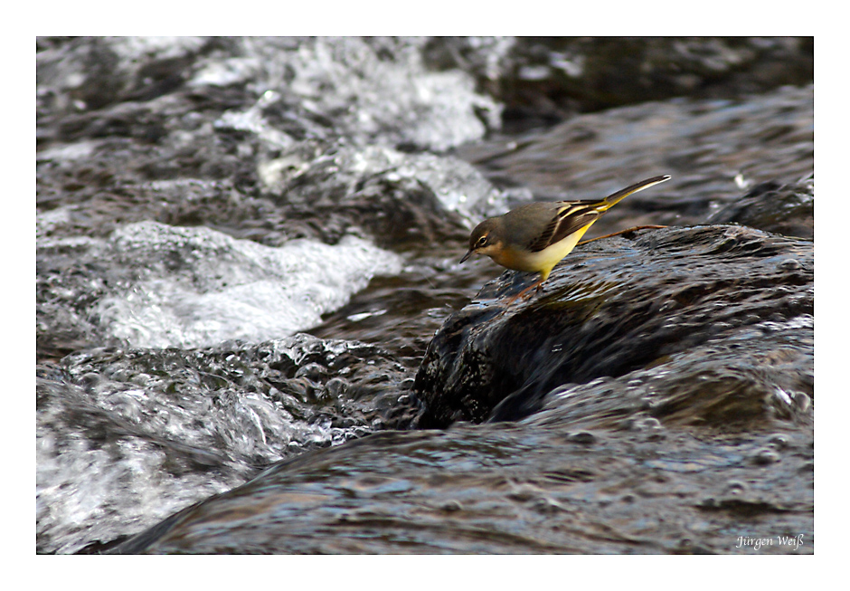 Gebirgsstelze (Motacilla cinerea)