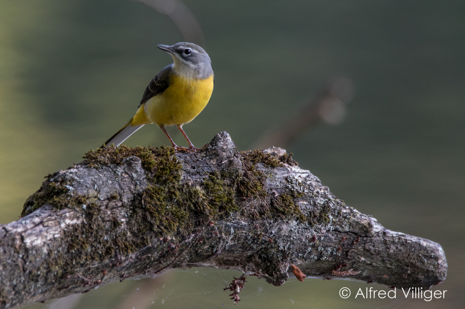 Gebirgsstelze  (Motacilla cinerea )