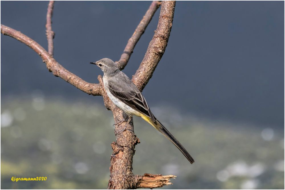 gebirgsstelze (motacilla cinerea) ....