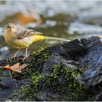 gebirgsstelze (motacilla cinerea).....