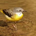 Gebirgsstelze (Motacilla cinerea)