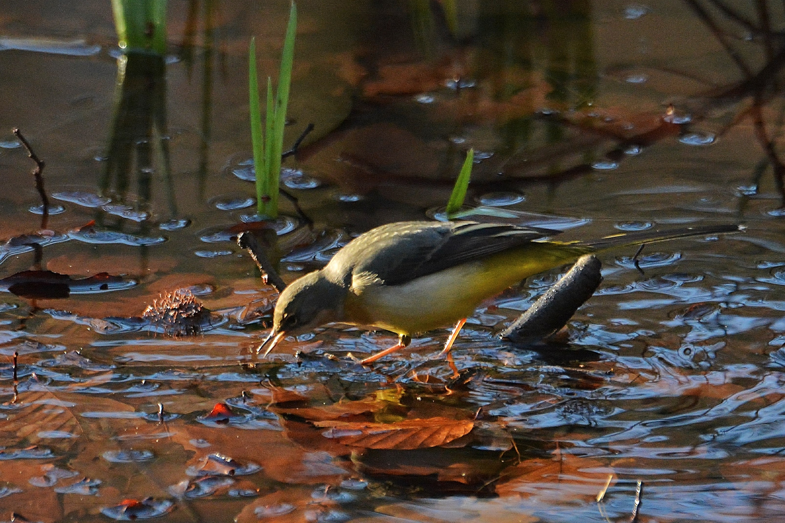 Gebirgsstelze, motacilla cinerea