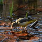 Gebirgsstelze, motacilla cinerea