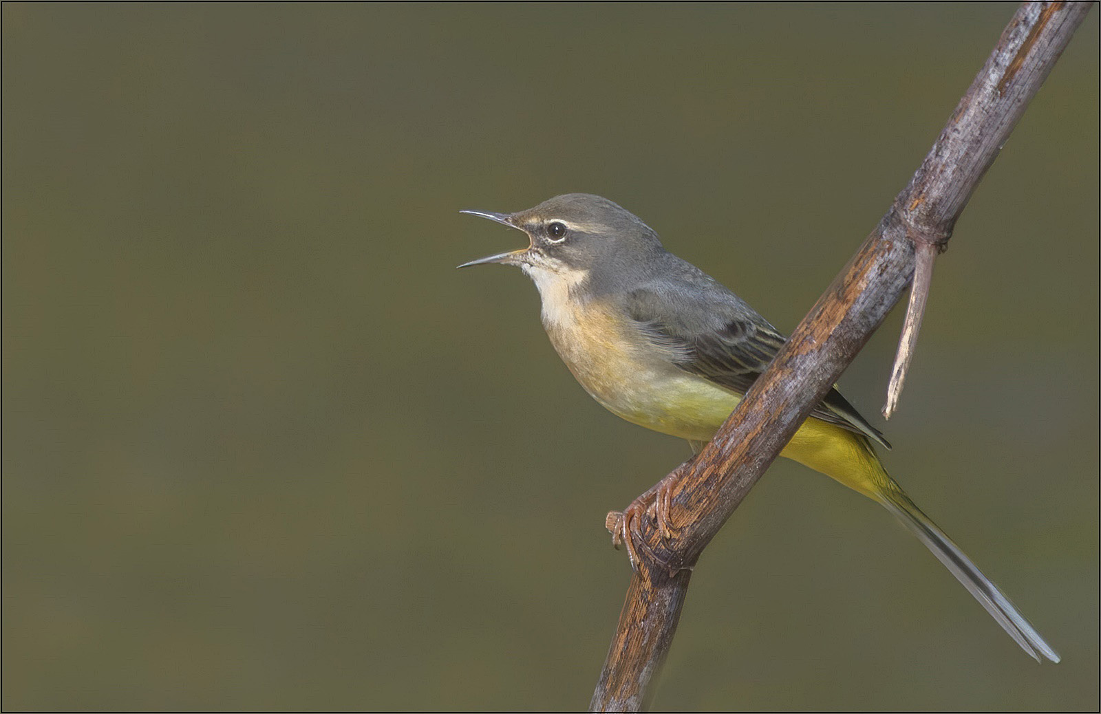 Gebirgsstelze (Motacilla cinerea)