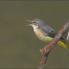 Gebirgsstelze (Motacilla cinerea)