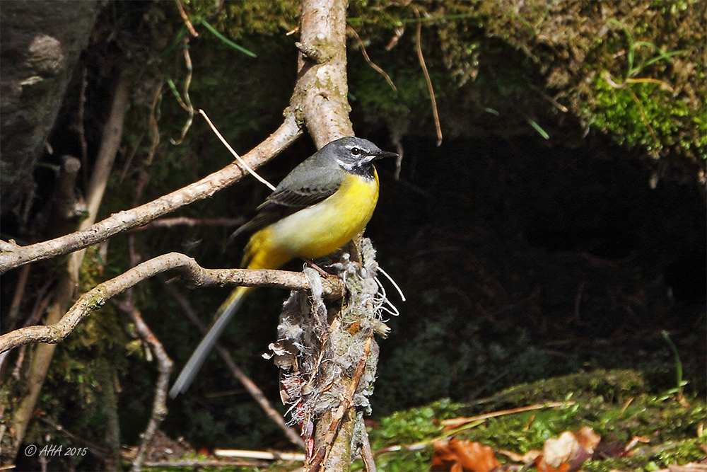 Gebirgsstelze (Motacilla cinerea)