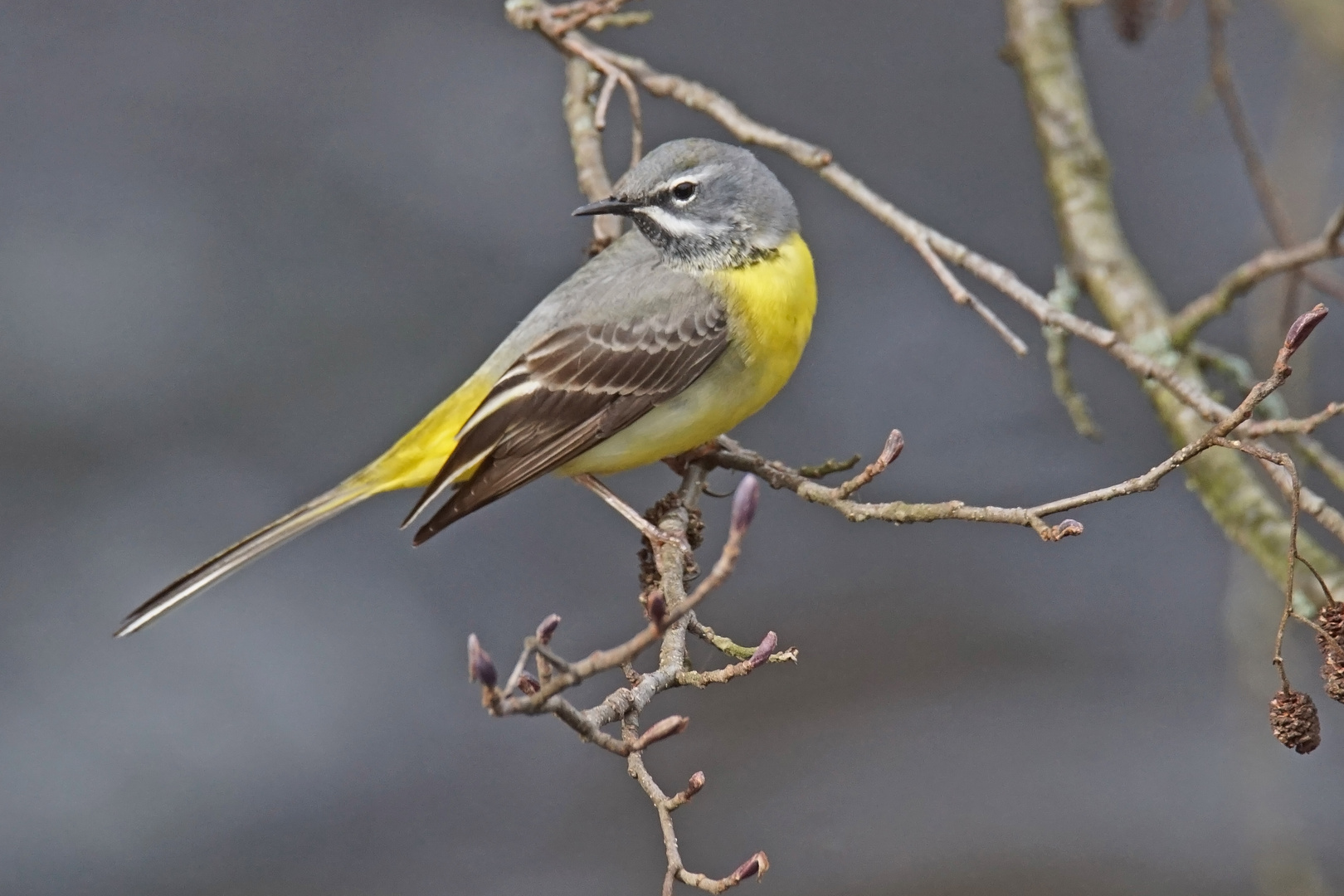 Gebirgsstelze (Motacilla cinerea)