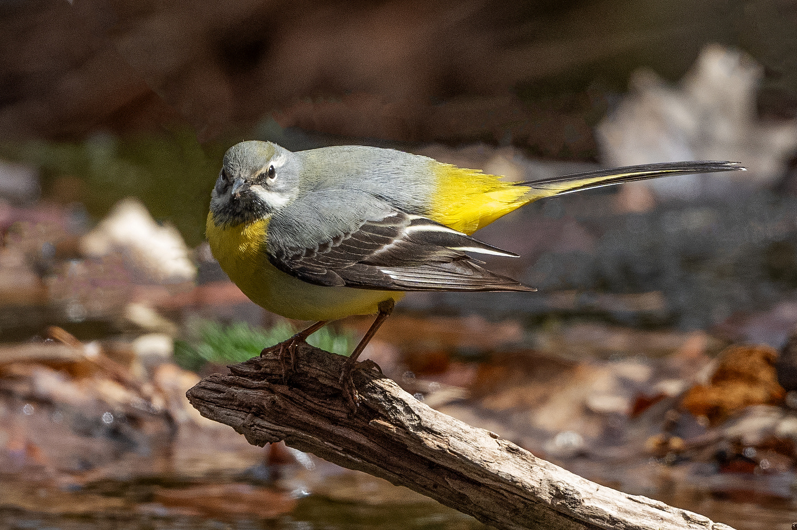 Gebirgsstelze (Motacilla cinerea)