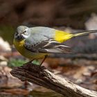 Gebirgsstelze (Motacilla cinerea)