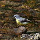 Gebirgsstelze (Motacilla cinerea )