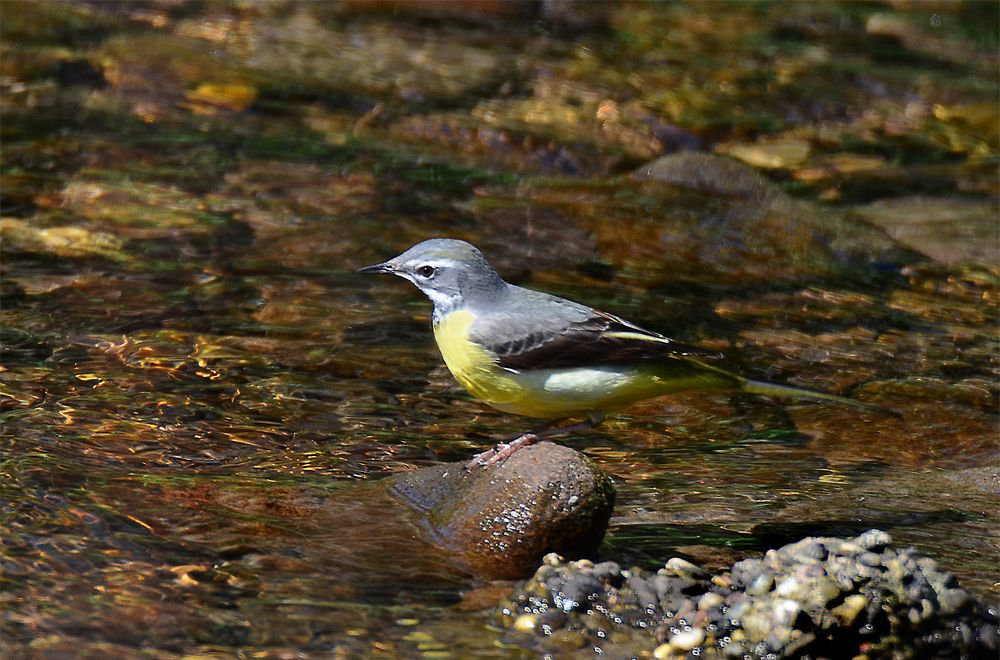 Gebirgsstelze (Motacilla cinerea )