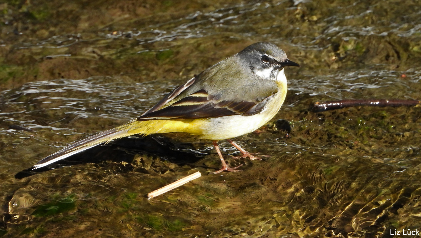 Gebirgsstelze (Motacilla cinerea) 