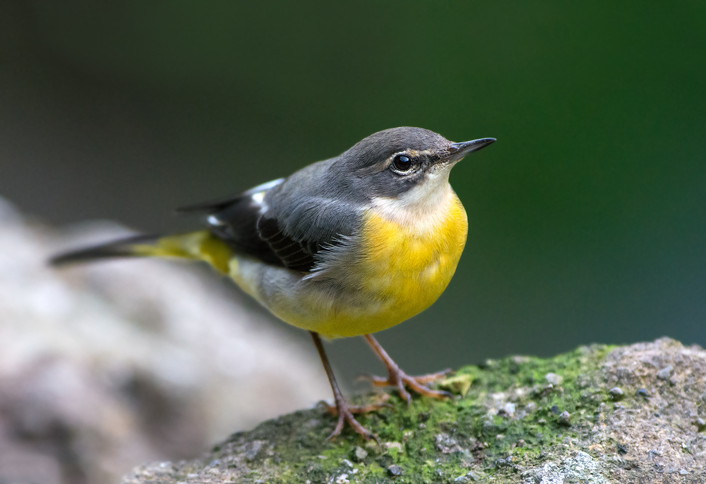 Gebirgsstelze (Motacilla cinerea)