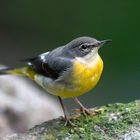 Gebirgsstelze (Motacilla cinerea)