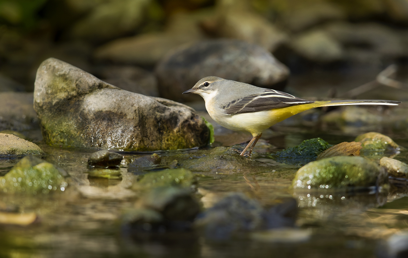 Gebirgsstelze ( Motacilla cinerea )