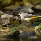 Gebirgsstelze ( Motacilla cinerea )