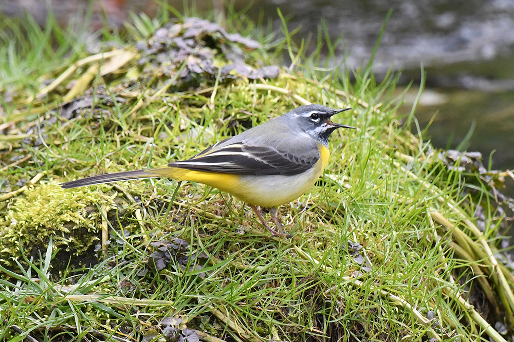 Gebirgsstelze (Motacilla cinerea)