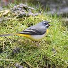 Gebirgsstelze (Motacilla cinerea)