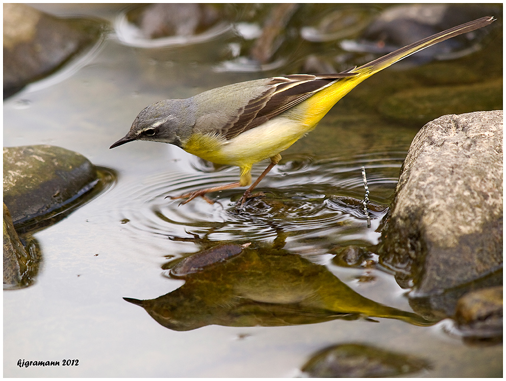 Gebirgsstelze (Motacilla cinerea)......