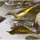 Gebirgsstelze (Motacilla cinerea)......